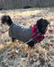 Warm Dog Jacket, Snow proof, Windproof, Waterproof, 